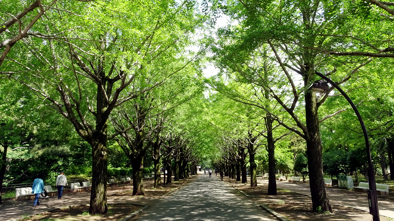 練馬区の人気観光スポット 光が丘公園