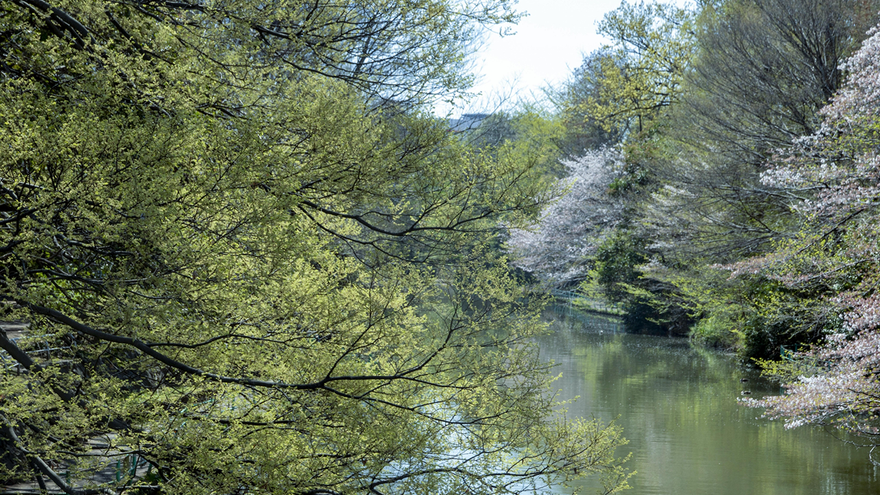 練馬区の人気観光スポット 武蔵関公園